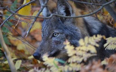 The Future of the Algonquin Wolf: Why It Matters