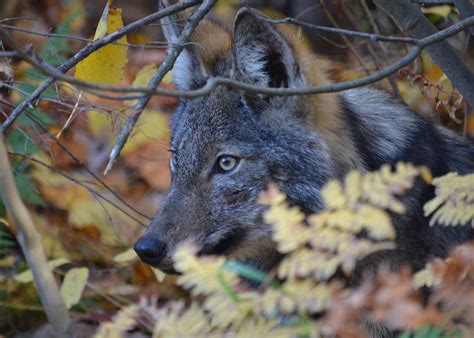 The Future of the Algonquin Wolf: Why It Matters