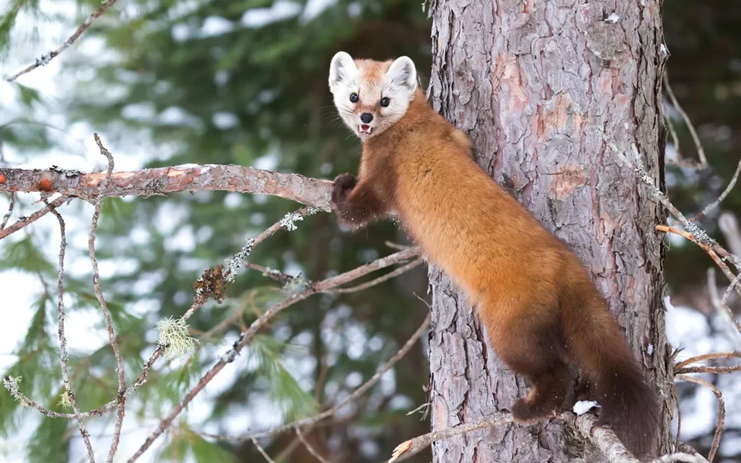 What is The Pine Martin?