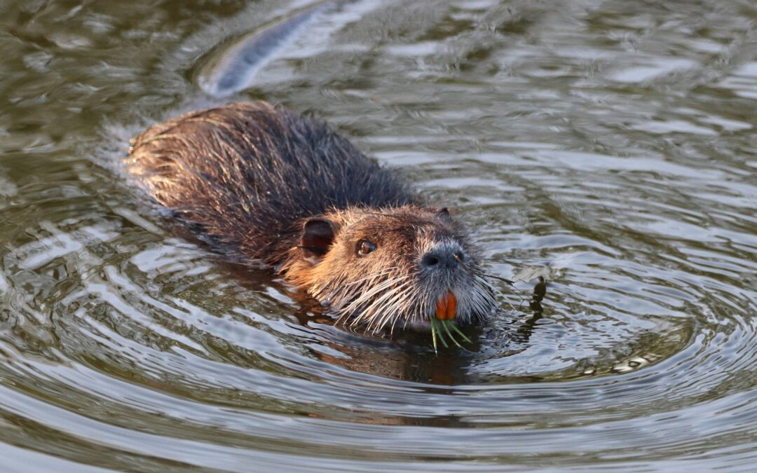 From Fur Trade to Freshwater Stewardship: Why Do Beavers Still Matter?
