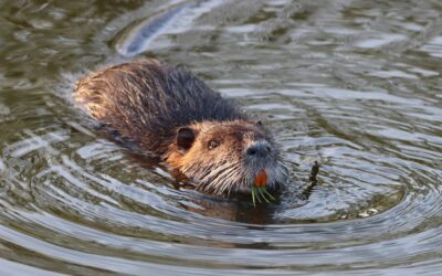From Fur Trade to Freshwater Stewardship: Why Do Beavers Still Matter?